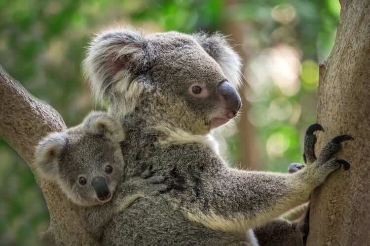 Las koalas