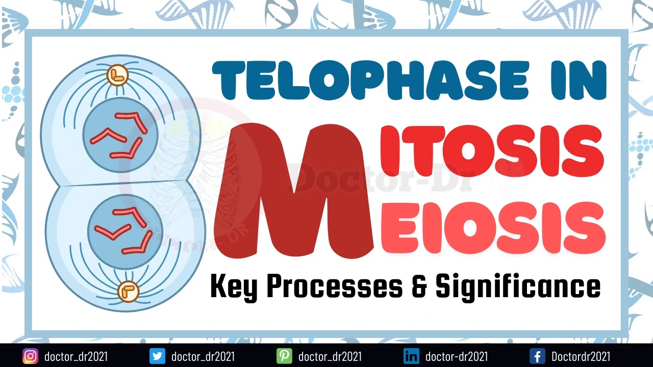 Telophase in Mitosis & Meiosis: Understanding the Key Processes and Significance in Cell Division