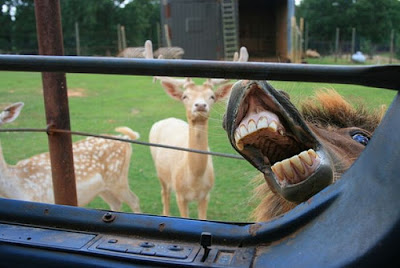 Photobombs By Horses Seen On www.coolpicturegallery.net