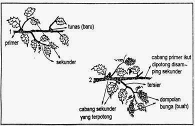 pemangkasan-anggur