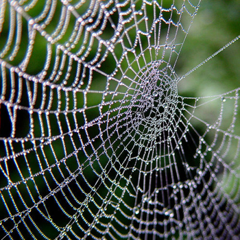 spider web tattoos. Spider Web Tattoo Flash