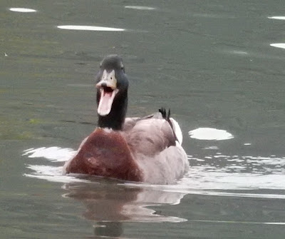 綠頭鴨雄鳥