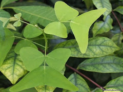 Panduan Cara Menanam Pokok Herba Rerama Hijau