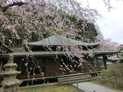  東慶寺の枝垂れ桜