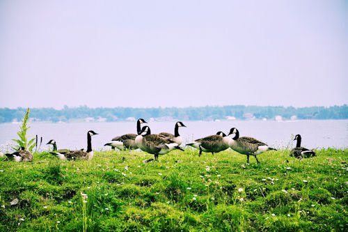 Patos en Upper Canada Village provincia de Ontario