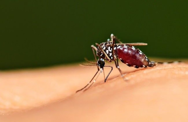 Apa itu Malaria