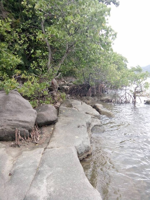 pohon bakau di pulau battoa polewali mandar