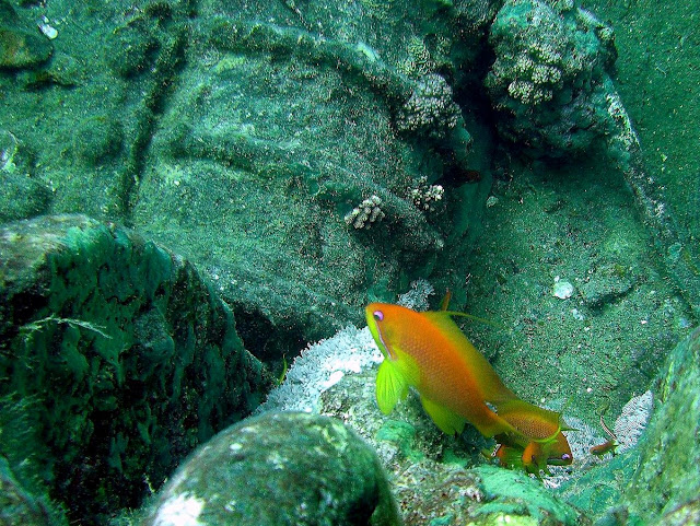 soldierfish, thistlegorm wreck, northern red sea, egypt