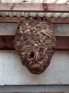 スズメバチの巣を発見