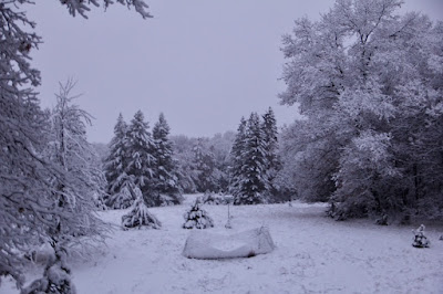 snow covered trees and fields are pretty