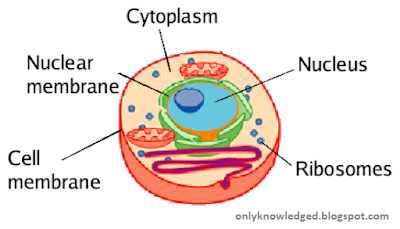 Cell - Structural and Functional Unit,how many cells human have?,Cell membrane, Gross structure of a cell, Shapes of Cells, Functions of cell, Biology