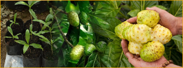 Description of Morinda citrifolia L. Noni is native to Indonesia, spreading from tropical Asia to Polynesia. This plant has a height of 3-8 m, many branches with rectangular twigs.  Leaves are located opposite crossed, have petiole, oval to elliptical shape, leaf length 10-40 cm, width 5-17 cm, thick, shiny, flat edge, pointed tip, base narrow, pinnate leaf bones, dark green color.  Flowers emerge from the axillary of the leaves, 5-8 in a bulb-shaped arrangement, with a tubular crown, trumpet-like shape, white. Flowers smell nice.  Noni fruit stemmed, oval, in the form of compound buni fruit that gather together as a large fruit. Fruit length 5-10 cm, bumpy uneven surface, green color, if ripe fleshy and watery, pale or dirty yellow skin color, foul smelling, contains many black seeds.