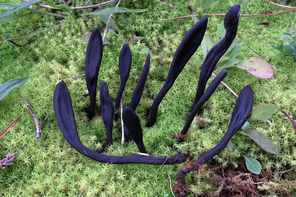 Geoglossum cookeanum