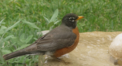 Annieinaustin, american robin