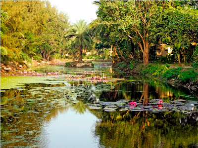 Jadavpur University: Greenery