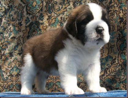 Amazing Animal Pictures St Bernard (11)