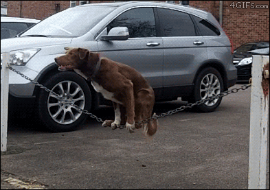 Dog balancing on a chain