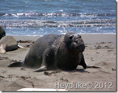 Elephant Seal scooting up the sand