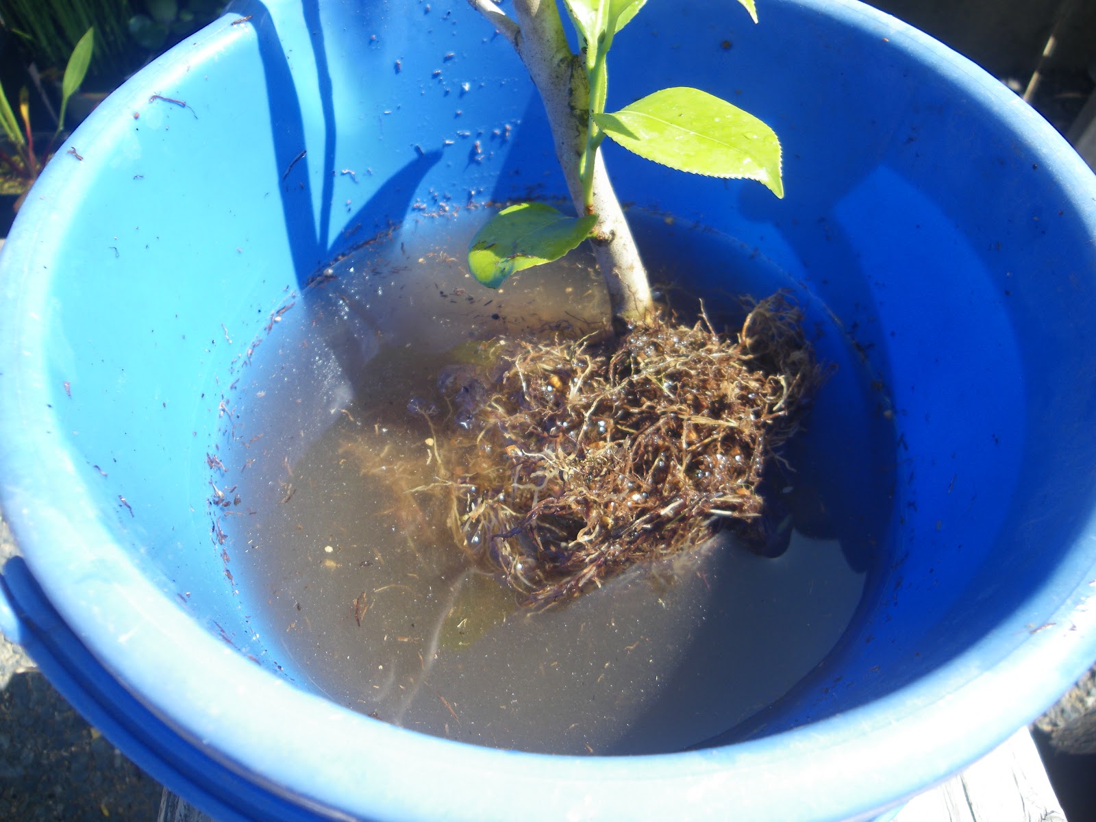 椿 ツバキ の育て方 鉢植えで美しい花を楽しむ メダカの大工