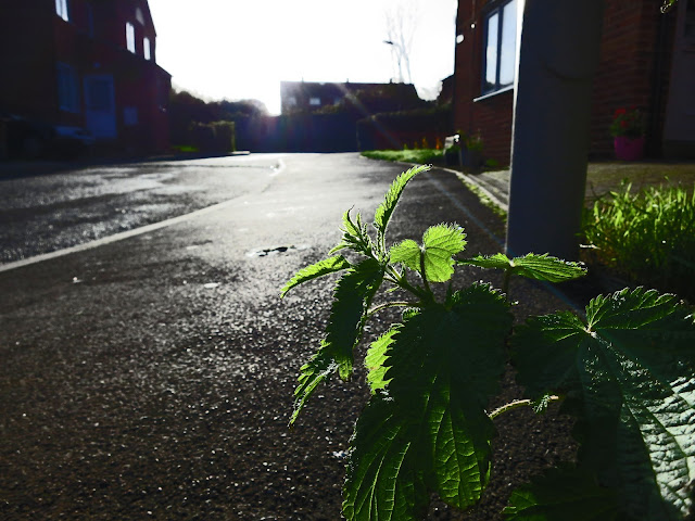 Nettle at the edge of a wet pavement in residential street