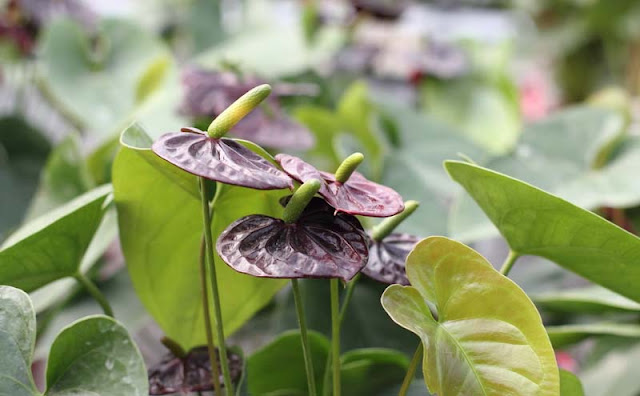 Anthurium Flowers Pictures