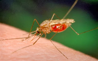 World's first malaria