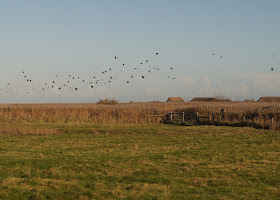 Norfolk Wildlife Trust Cley Marshes Nature Reserve
