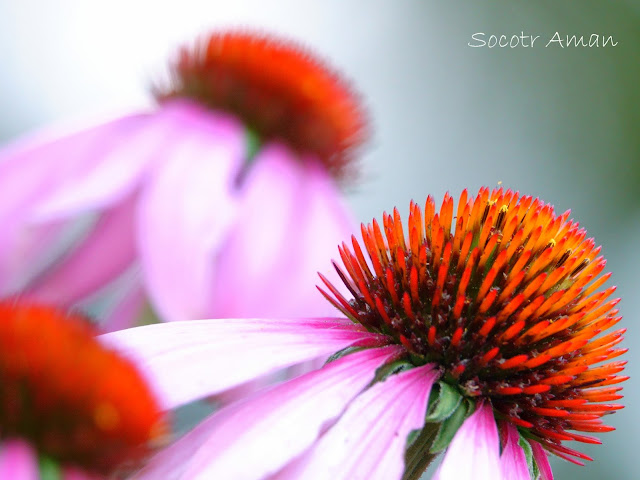 Echinacea Purpurea