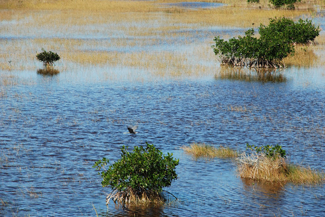 Everglades National Park's Ten Thousand Islands