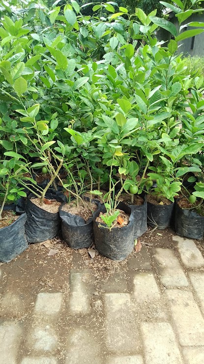 bibit buah jeruk lemon california import hasil okulasi cepat berbuah batang Birem Bayeun