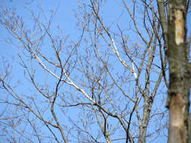 bark eaten by porcupine