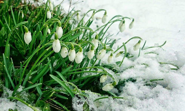free,wallpapers,winter,snow,nature,flower,,