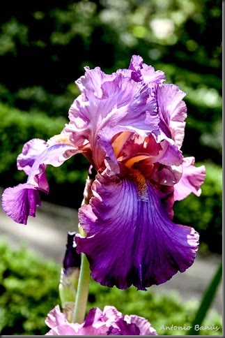 2 iris cranberry ice _dsc8326x1