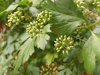 Flores de perejil