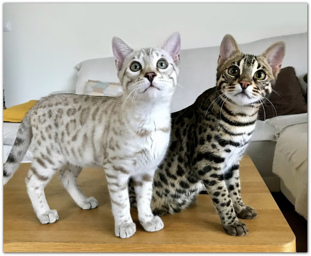 Finding Free Bengal Kittens in UK