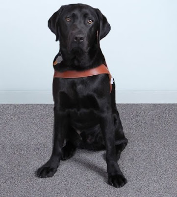 James, adult male black Labrador Retriever in Guide Dog harness sitting down