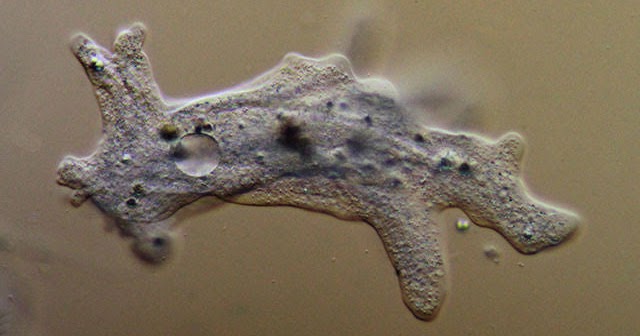 Protista Mirip Hewan  Protozoa Pengertian Ciri ciri 