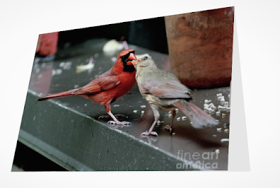 This is a screen shot of a card which I'm selling on Fine Art America. It features two very amorous Northern cardinals. The male is at the left side of the photo and he is feeding a female who is at the  right. When cardinals feed each other, they do it beak to beak. Info re this card is @ https://fineartamerica.com/featured/cardinal-love-2-patricia-youngquist.html?product=greeting-card