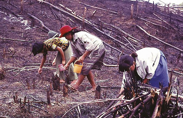 Tagbanwa planting rice in a slash-and-burn field, Palawan