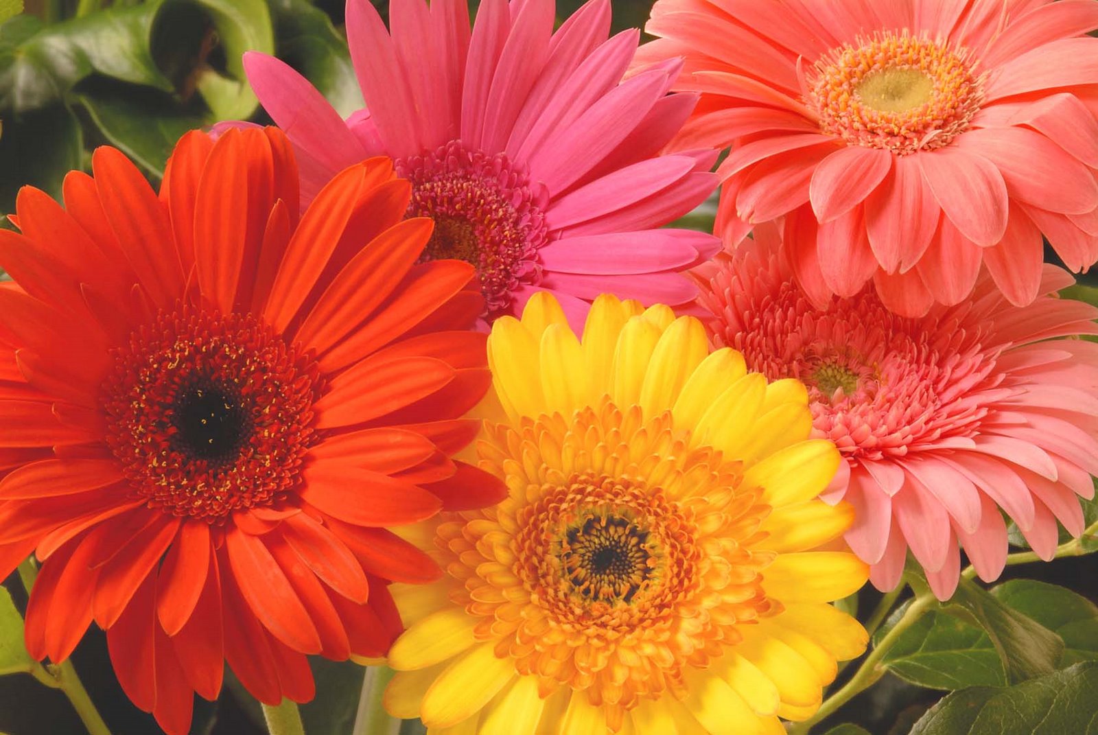 The flower heads can be a small as 7cm (known as the mini gerbera) or ...