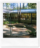 Library + Trees