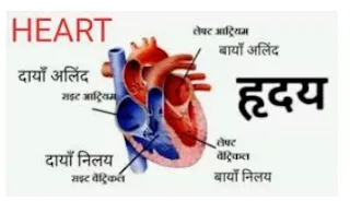 Heart structure and function। कैसा होता है मानव हदय और कैसे कार्य करता है,heart structure,heart diagram,heart image,heart function diagram।