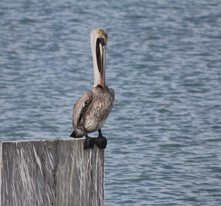 South Padre Pelican6
