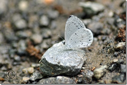 hairstreak