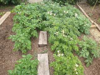 Potato plants