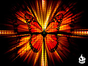 Butterfly Wallpaper (butterfly wallpaper butterflies )