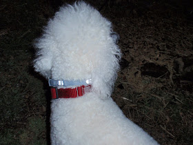 Standard Poodle wearing a #Seresto collar with her red collar-carmapoodale