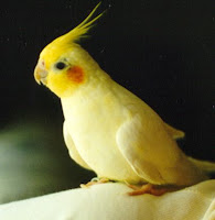 Cockatiel Pet Birds