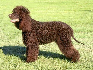 American Water Spaniel photo