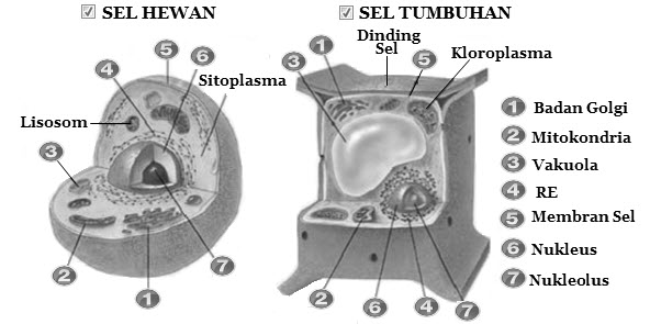  Perbedaan  Sel  Hewan  dan Sel  Tumbuhan  Mikirbae